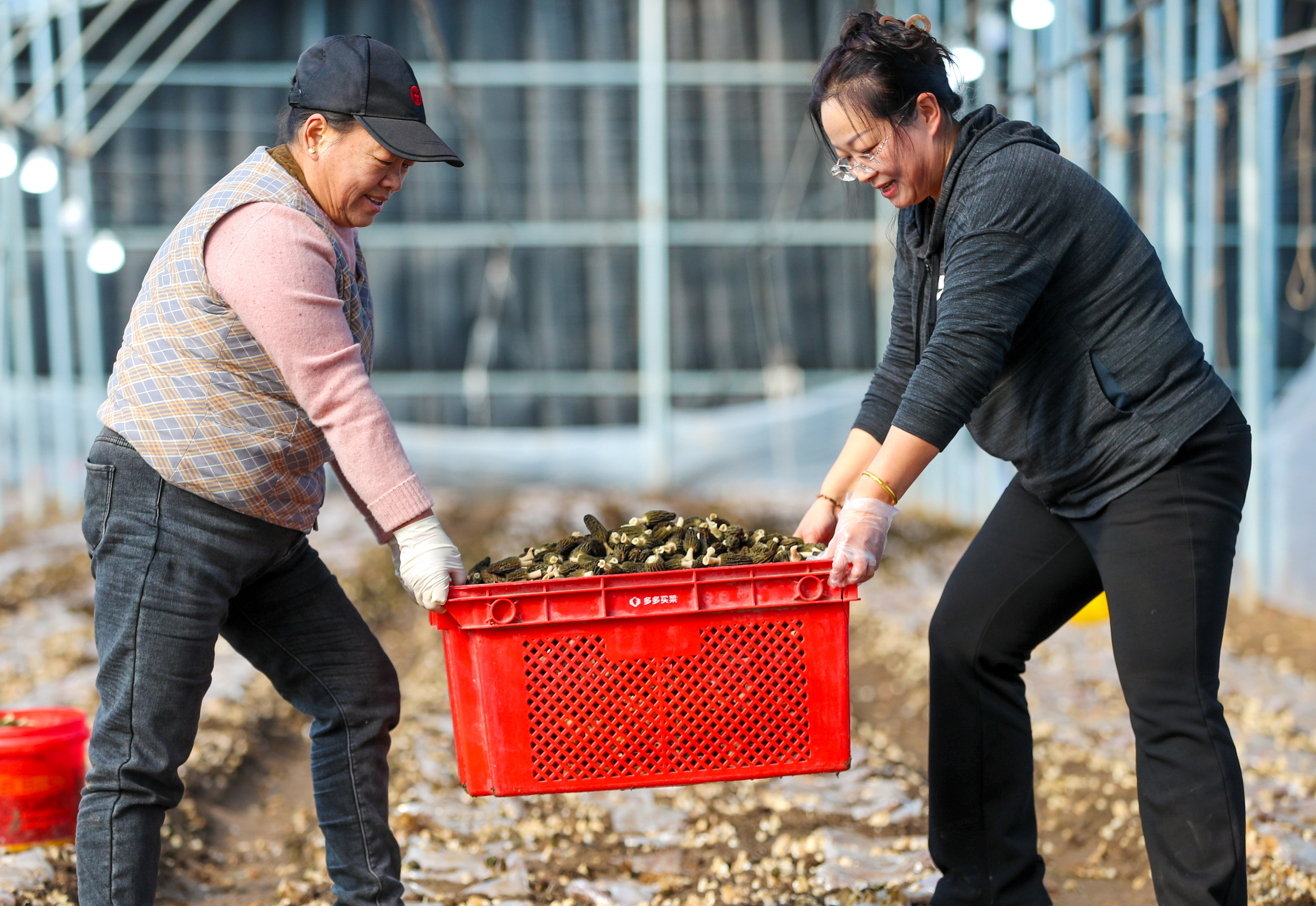 菌棒种植视频__致富经菌菇种植