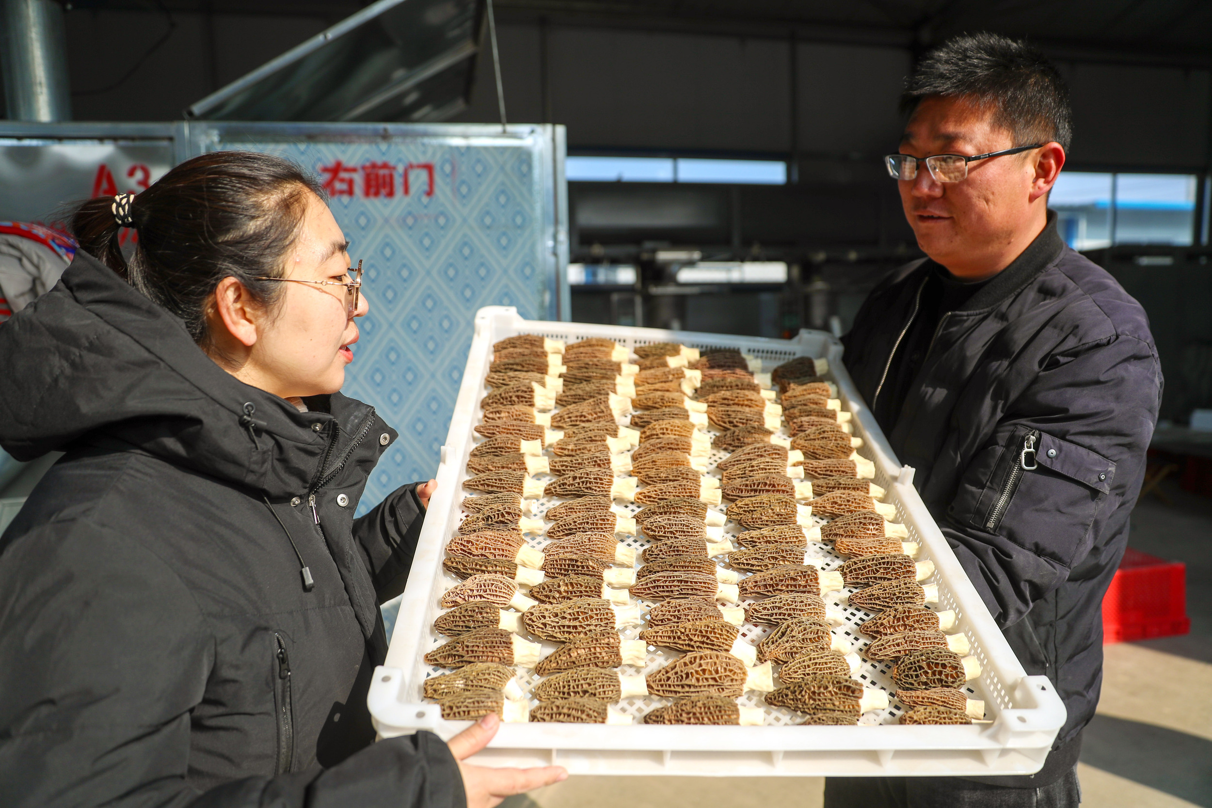 _菌棒种植视频_致富经菌菇种植