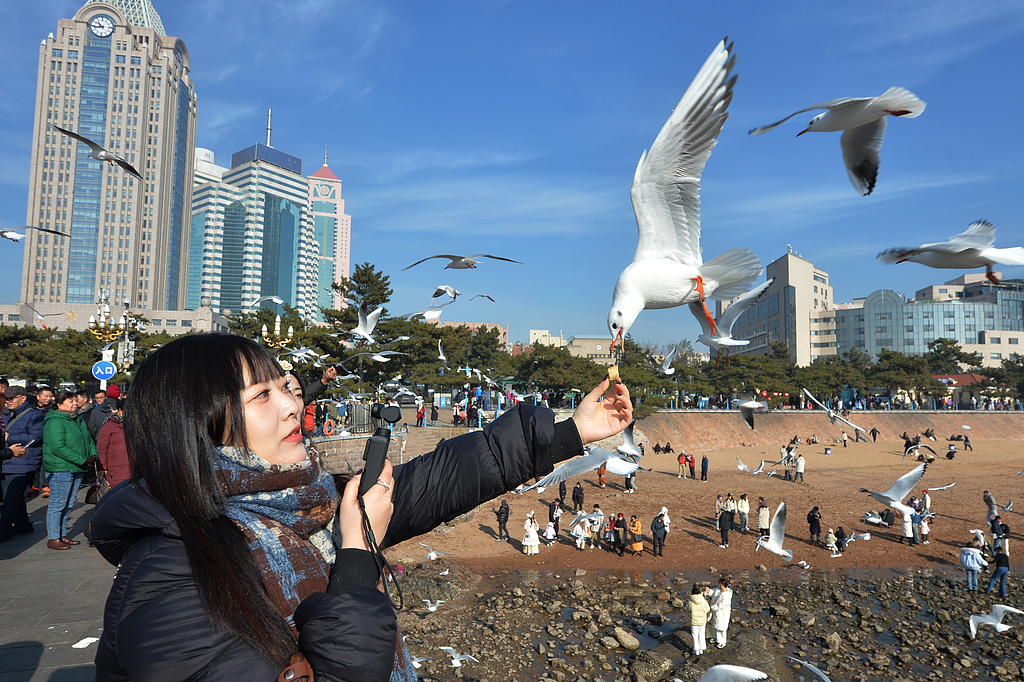 _青岛栈桥看海鸥_4月中下旬青岛栈桥有海鸥吗