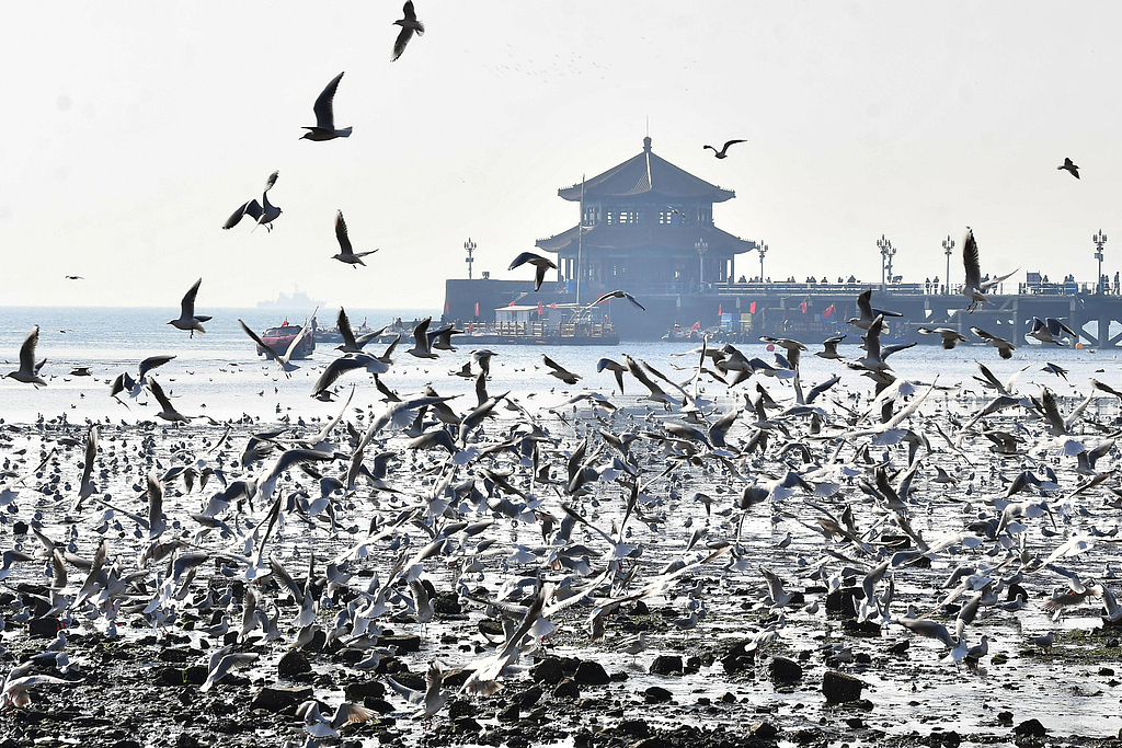 _青岛栈桥看海鸥_4月中下旬青岛栈桥有海鸥吗