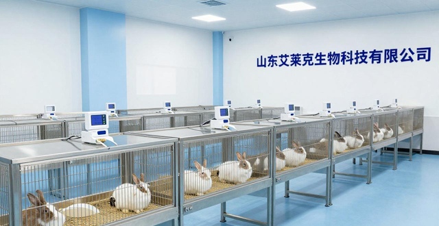 潍坊宠物兔在哪里买__潍坊卖兔子