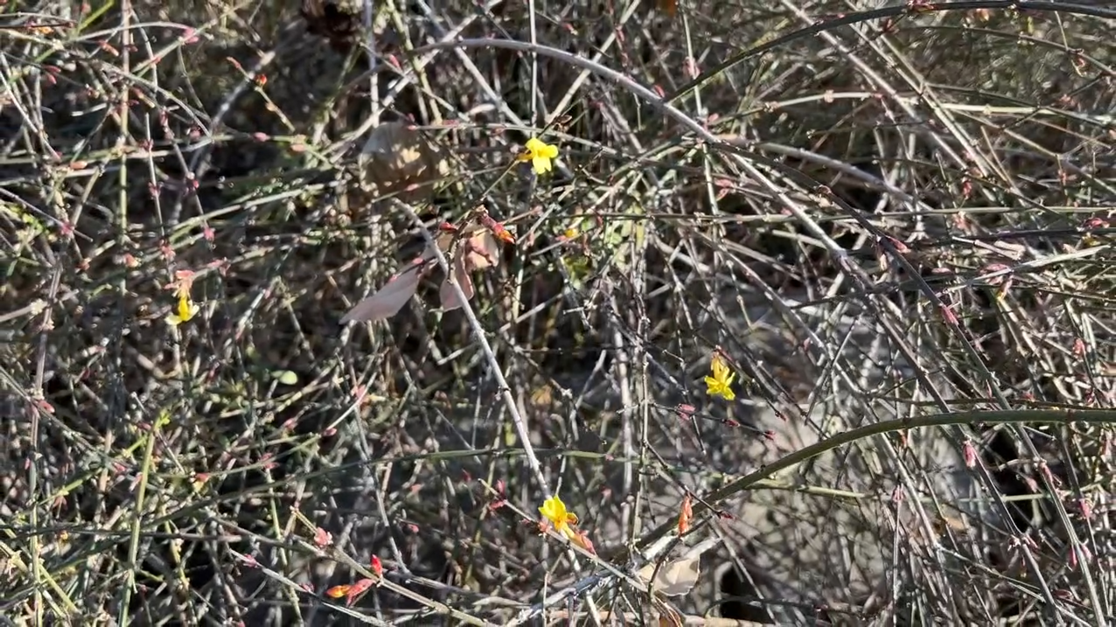 迎春春节开花_迎春花温度高多久开花_
