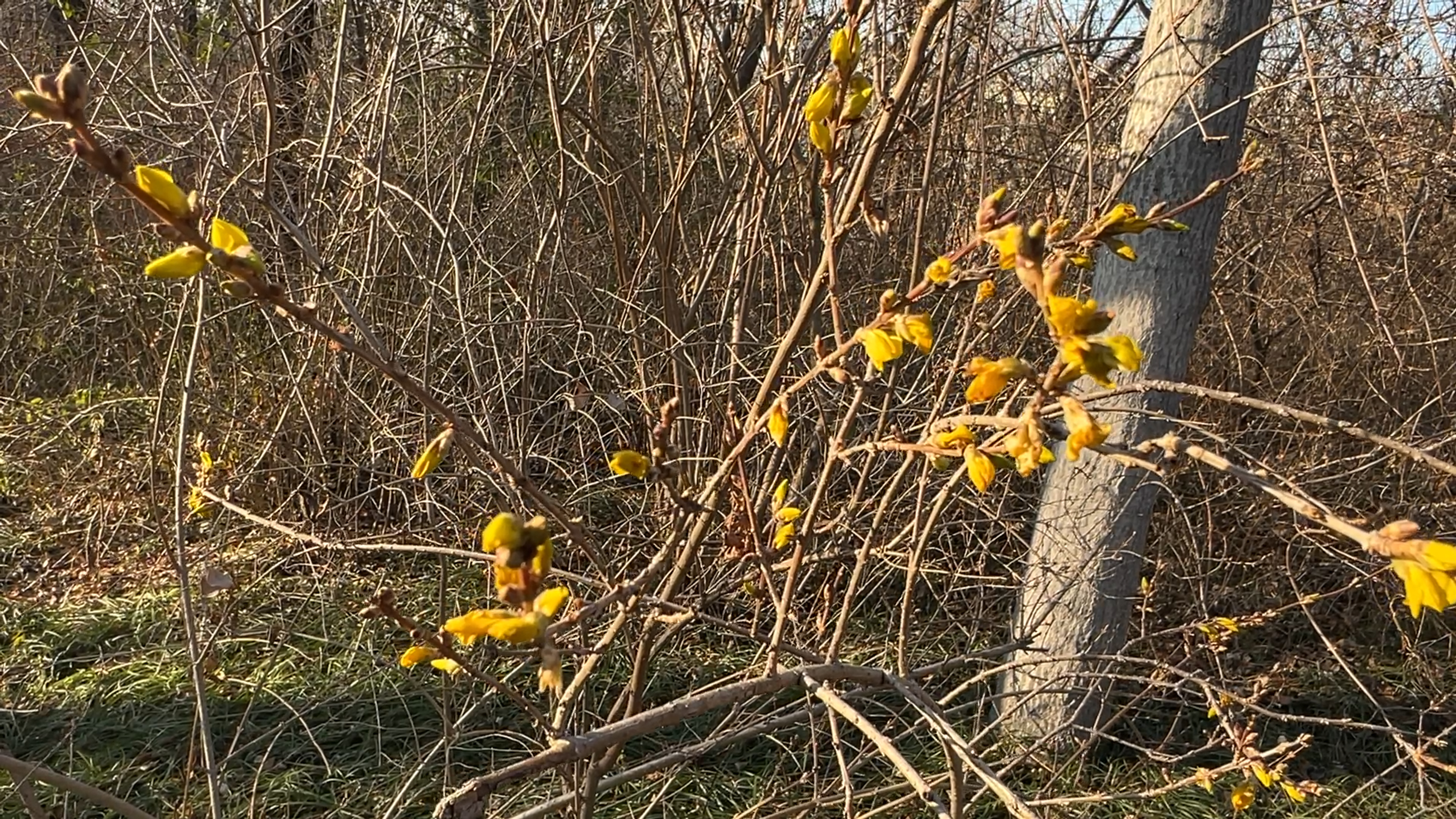 迎春花温度高多久开花__迎春春节开花