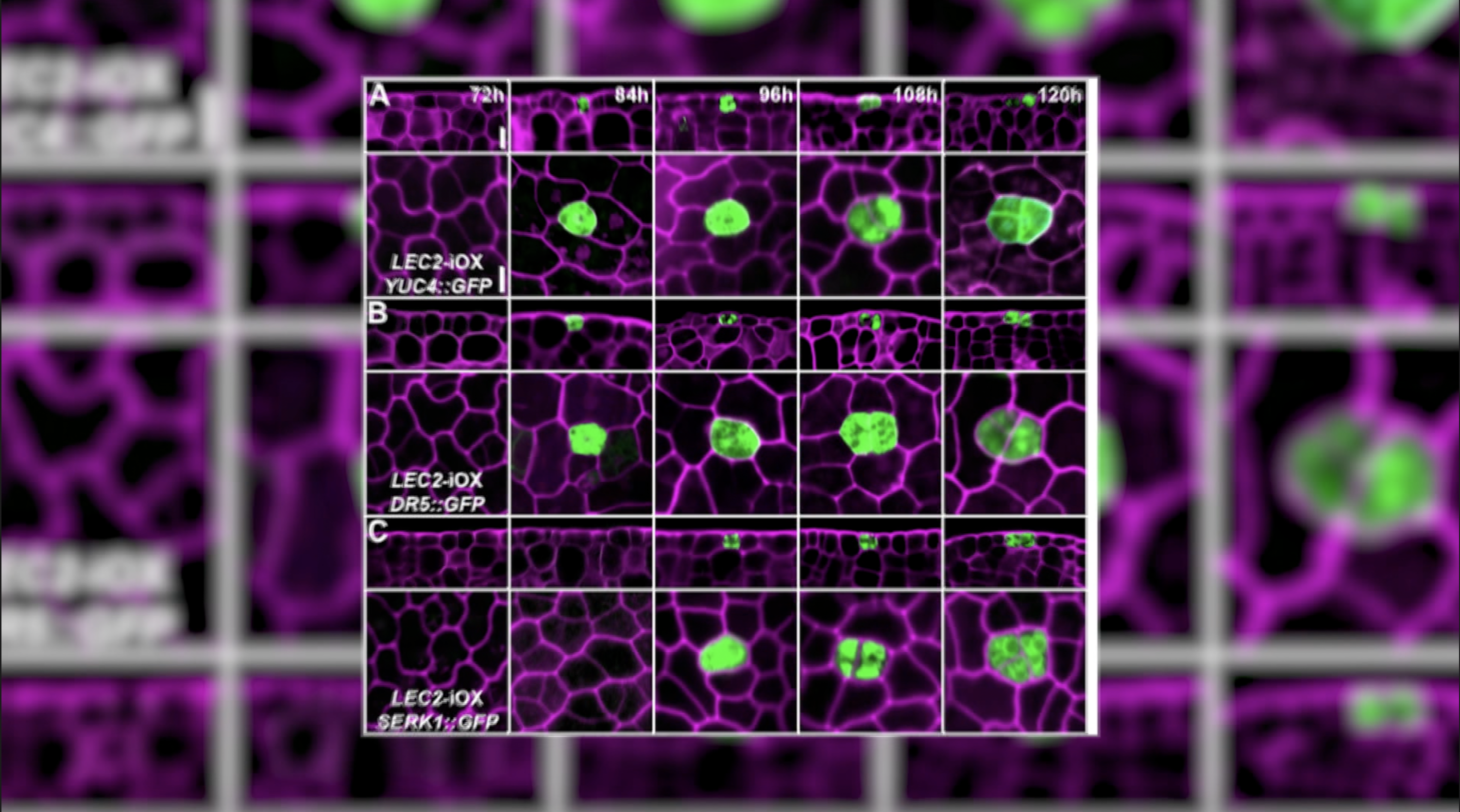 活力新创生物科技有限公司_活力新锐_