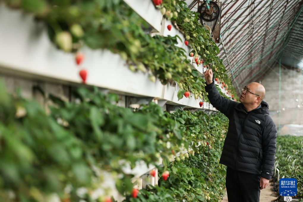 辽宁东港最好的草莓合作社__辽宁东港草莓采摘园哪个好