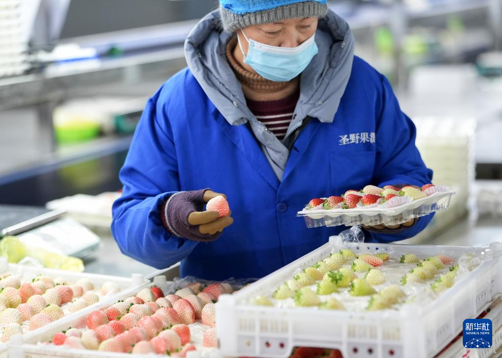 辽宁东港草莓采摘园哪个好__辽宁东港最好的草莓合作社