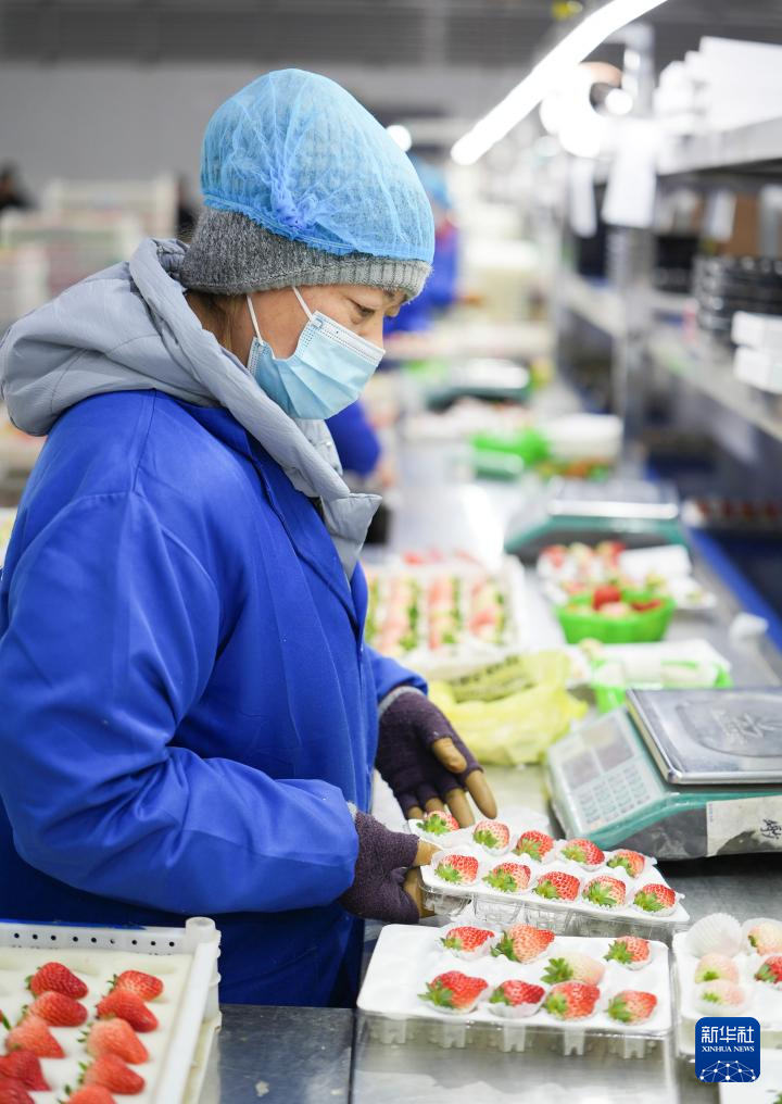 辽宁东港最好的草莓合作社__辽宁东港草莓采摘园哪个好