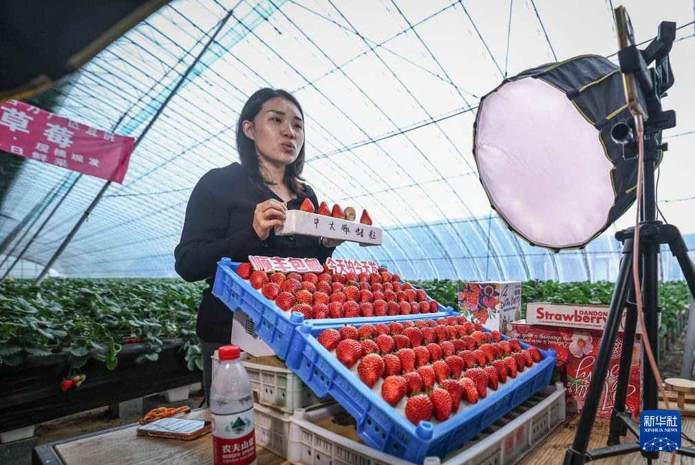 辽宁东港草莓采摘园哪个好__辽宁东港最好的草莓合作社