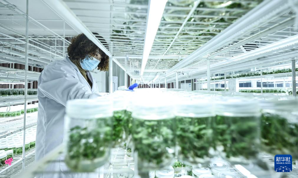 辽宁东港草莓采摘园哪个好__辽宁东港最好的草莓合作社
