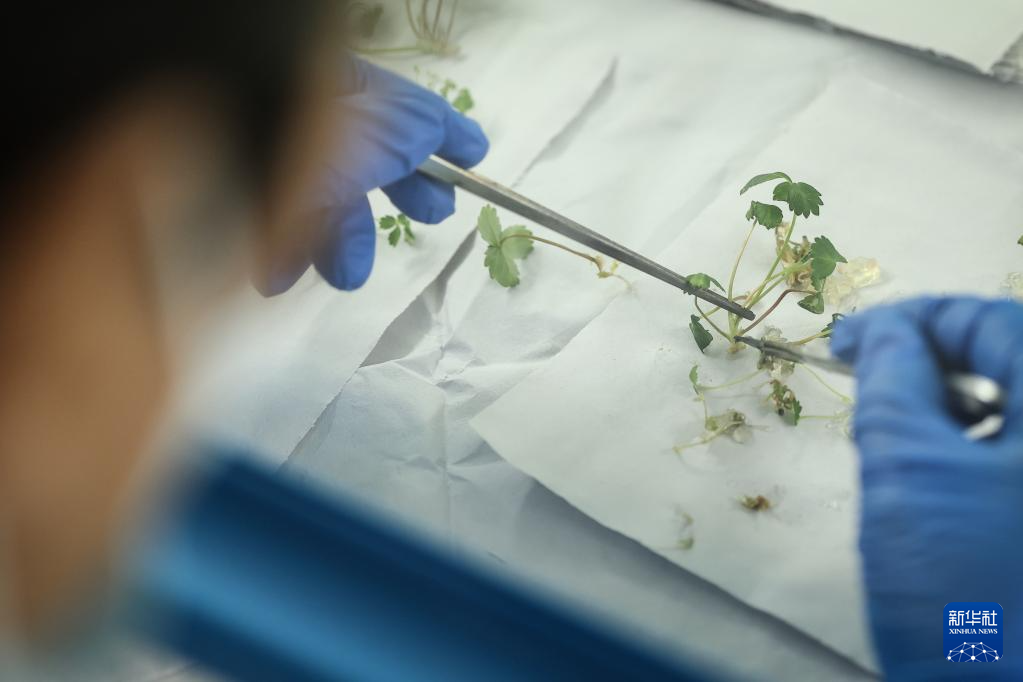 _辽宁东港最好的草莓合作社_辽宁东港草莓采摘园哪个好