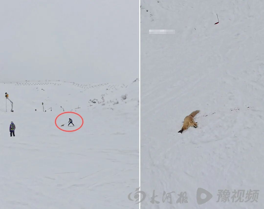 法律保障栖息地修复_动物保护_野生动物保护措施