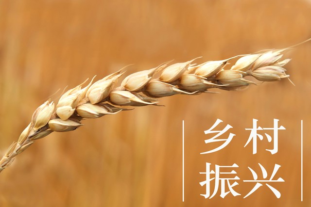 乡村教育数字化转型_乡村教育_数字技术赋能乡村教育