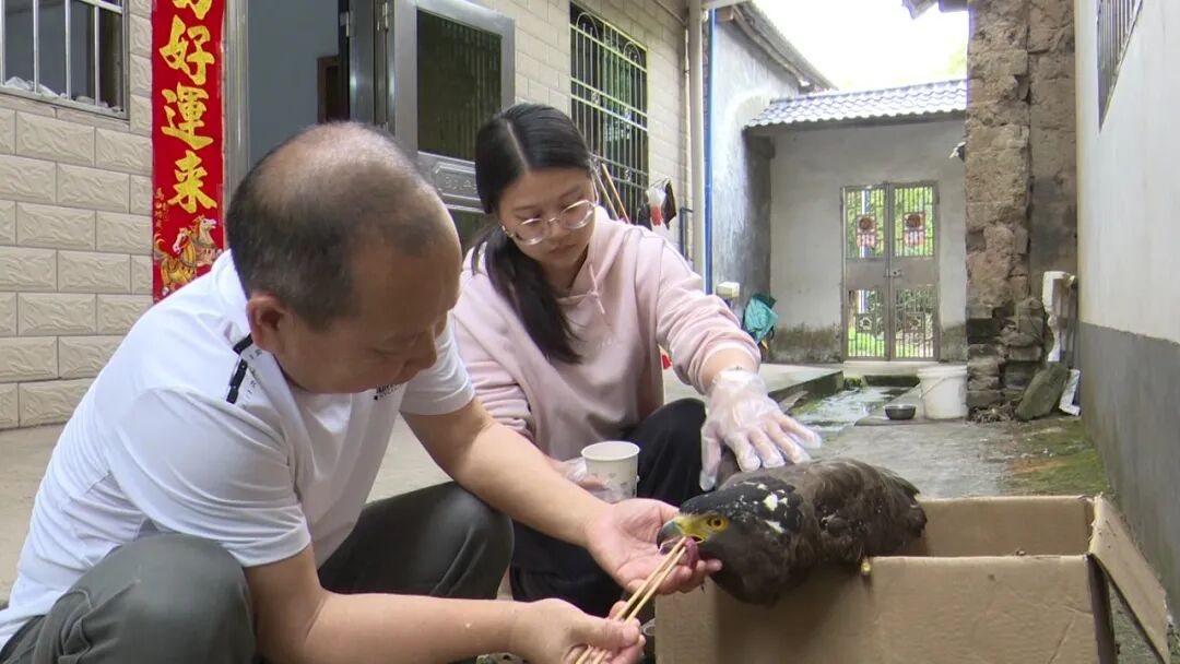 科学救助野生动物_动物保护_合规救助与风险警示
