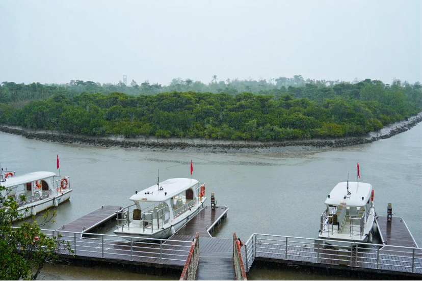 雨中共筑生态屏障 高丝雪肌精携手海洋卫士OceanWe守护红树林